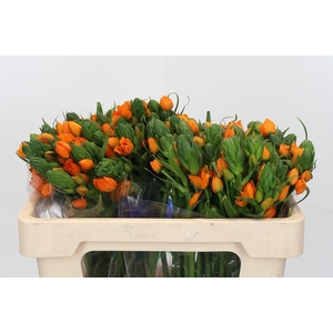 Ornithogalum Dubium Sunshine