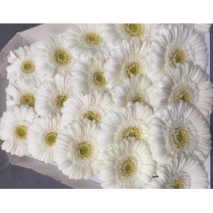 Gerbera Mini White