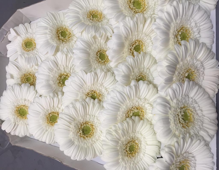 <h4>Gerbera Mini White</h4>
