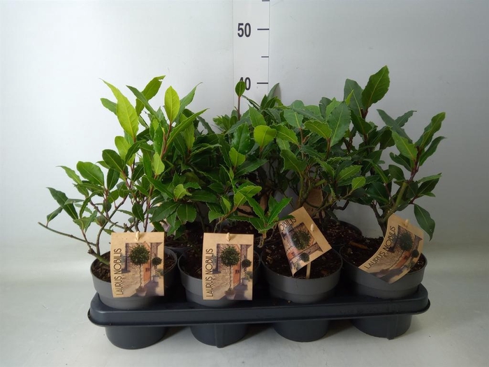 <h4>Laurus nobilis</h4>