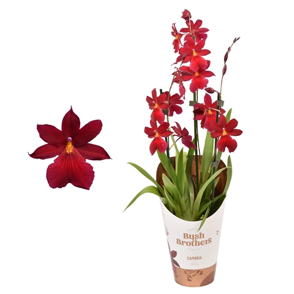 Cambria 'Nelly Isler' 3 tak 12 cm