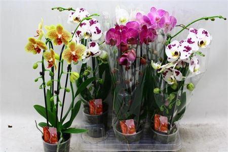 <h4>Phal El Cascade 2 Branche 16+ 40% Vert.</h4>