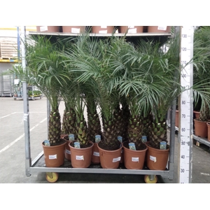 Phoenix roebelenii