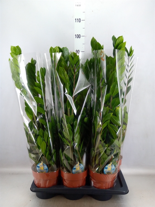 <h4>Zamioculcas zamiifolia</h4>