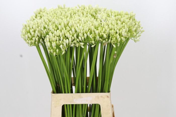 <h4>Agapanthus Volendam</h4>
