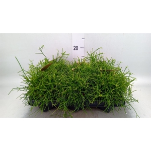 Rhipsalis baccifera 'Oasis'