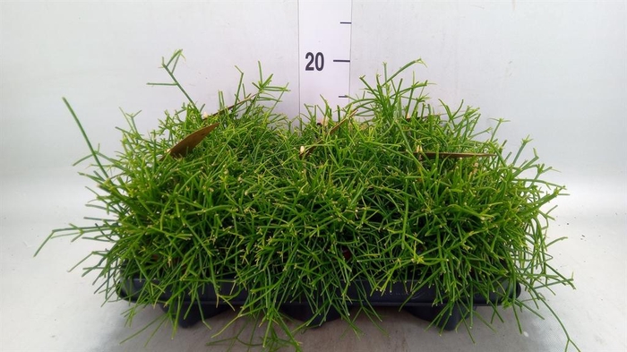 <h4>Rhipsalis baccifera 'Oasis'</h4>