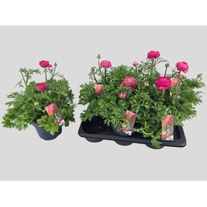 RANUN VORTEX HOT PIN