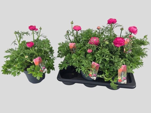 <h4>RANUN VORTEX HOT PIN</h4>