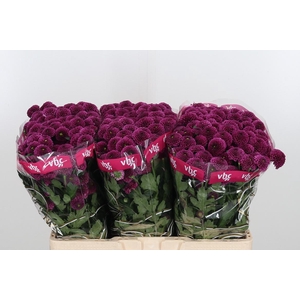 Chr San Aaa Purpetta