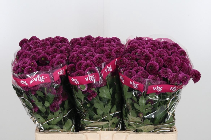 <h4>Chr San Aaa Purpetta</h4>