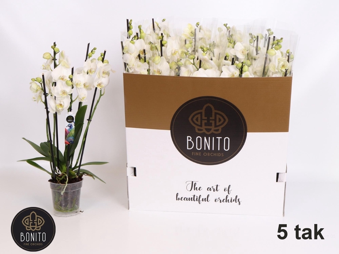 <h4>PHAL AN NOTTINGHAM</h4>