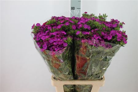 <h4>Di Barb Am Neon Purple X40 Super</h4>