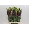 Fritillaria Persica