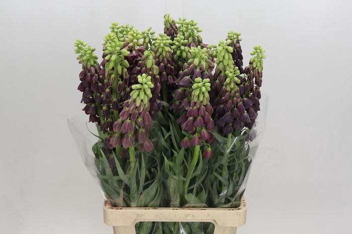 <h4>Fritillaria Persica</h4>