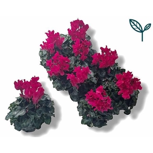 CYCL MD SUP FUSIO MI