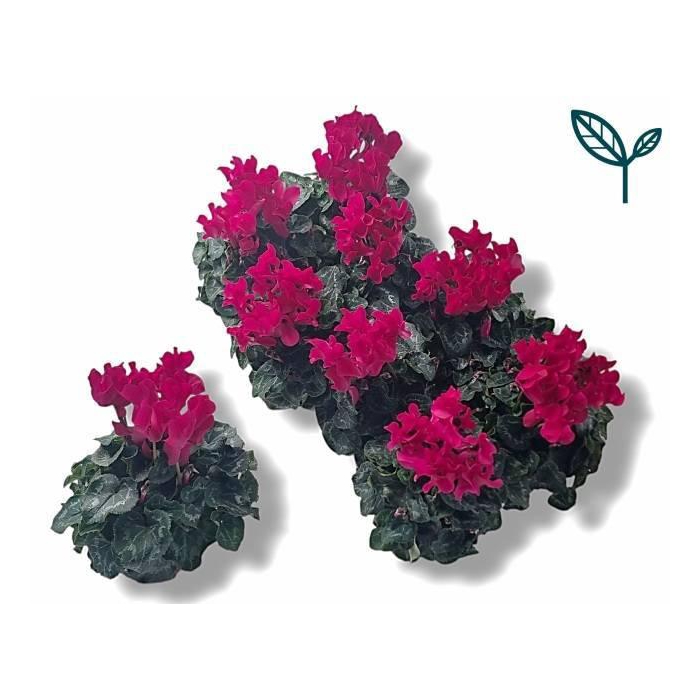 <h4>CYCL MD SUP FUSIO MI</h4>