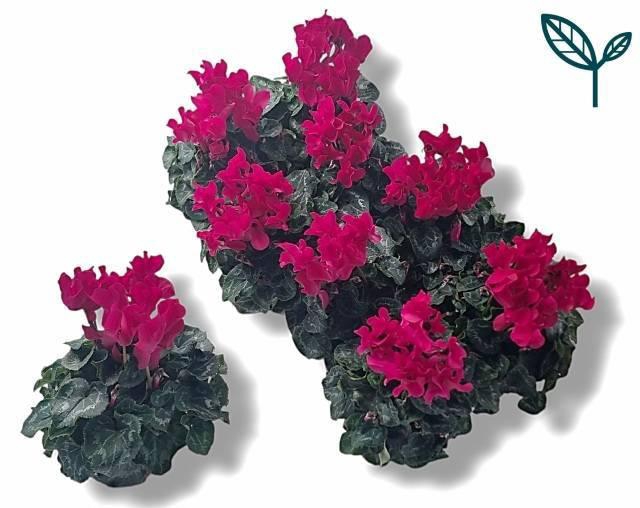 CYCL MD SUP FUSIO MI