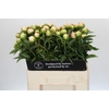 Paeonia Miss America