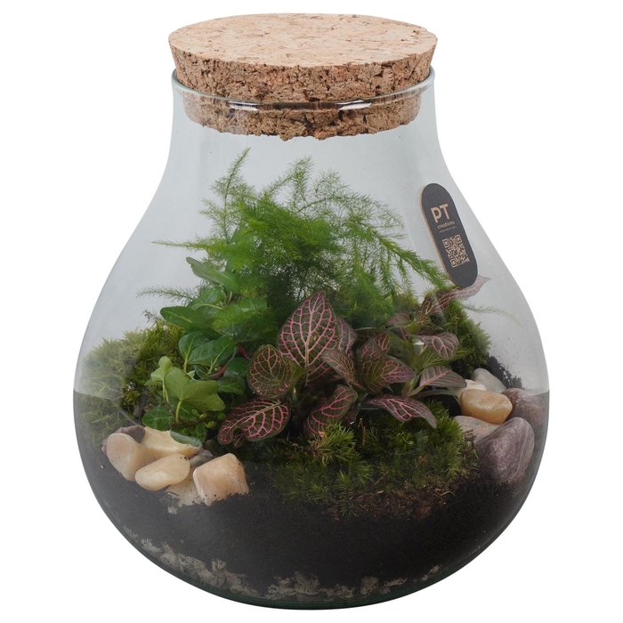<h4>Arr.   Kamerplant Groen H%</h4>
