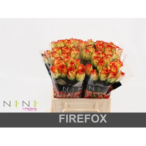 Rosa large firefox