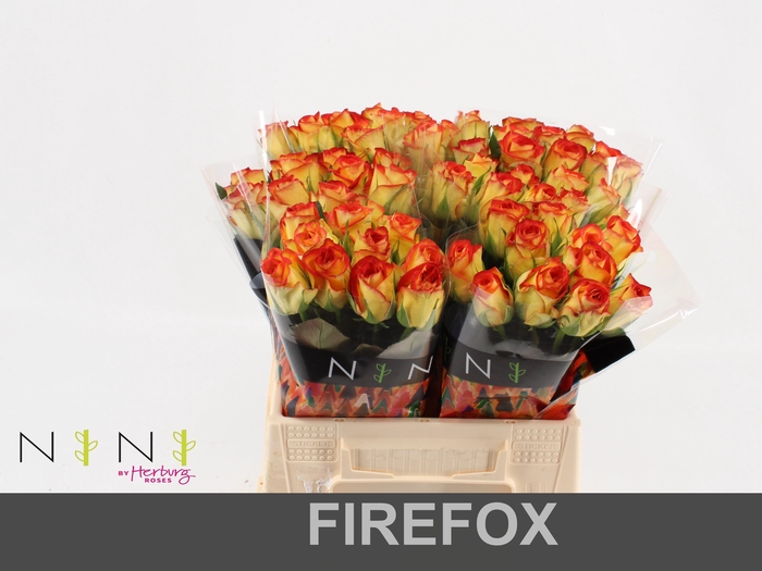 <h4>Rosa large firefox</h4>