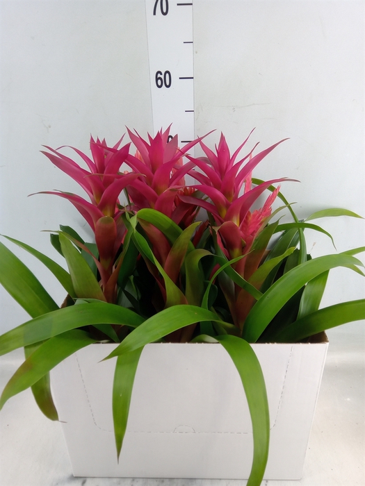 <h4>Bromelia   ...mix</h4>