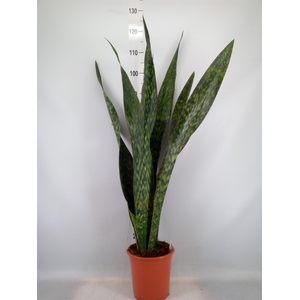 Sansevieria trifa.   ...