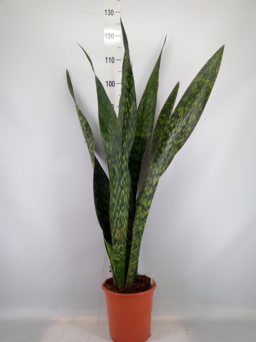 <h4>Sansevieria trifa.   ...</h4>