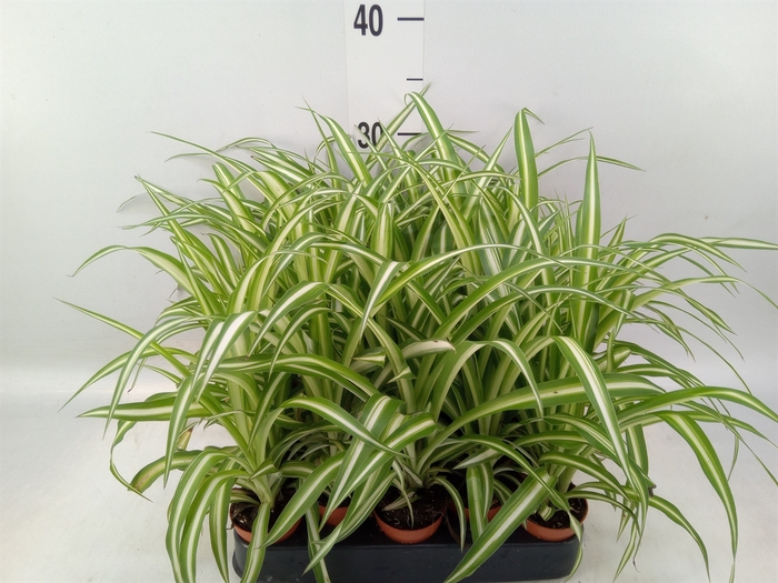 <h4>Chlorophytum cos. 'Atlantic'</h4>