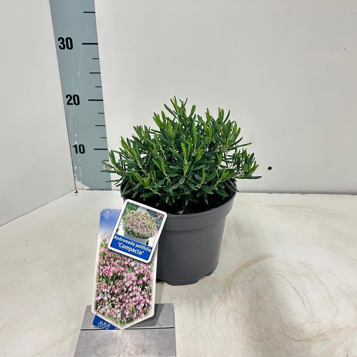 <h4>Andromeda polifolia 'Compacta'</h4>