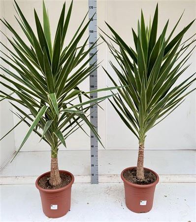 <h4>Yucca Elmila</h4>