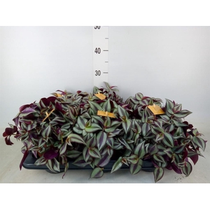 Tradescantia zebr. 'Purpusii'