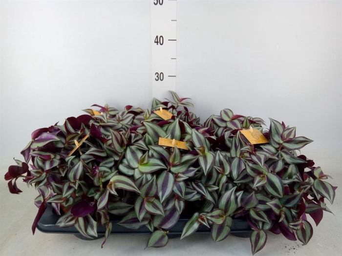 <h4>Tradescantia zebr. 'Purpusii'</h4>