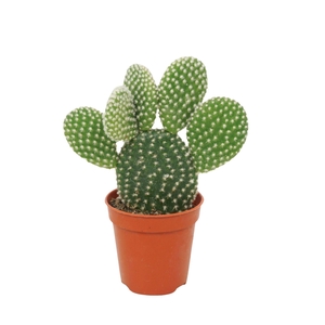 Opuntia microdasys 'Albispina'
