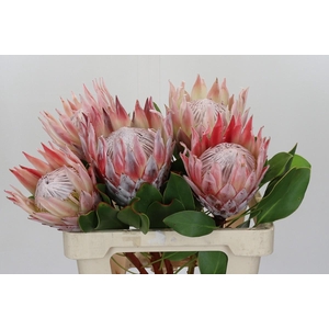 Protea Cynaroides