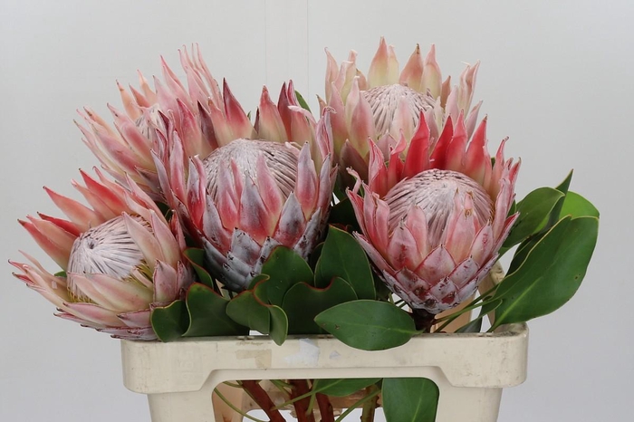 <h4>Protea Cynaroides</h4>