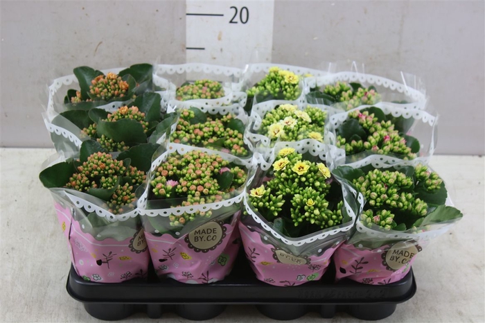 <h4>Kalanchoe Calandiva Mix Special</h4>