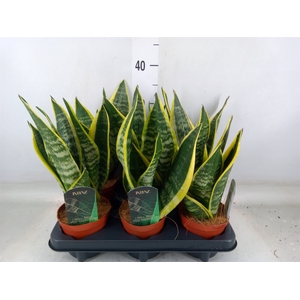 Sansevieria trifa. 'Futura Superba'