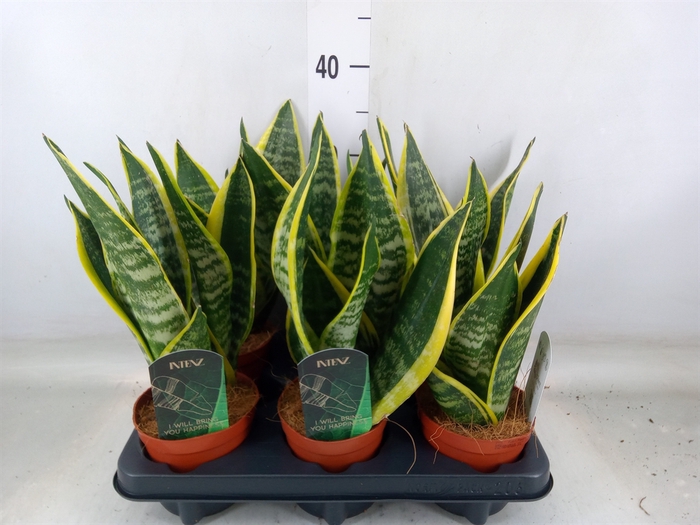 <h4>Sansevieria trifa. 'Futura Superba'</h4>