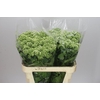 Eupatorium Ru Braunlaub
