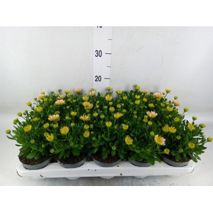 Osteospermum  '3D Pink'