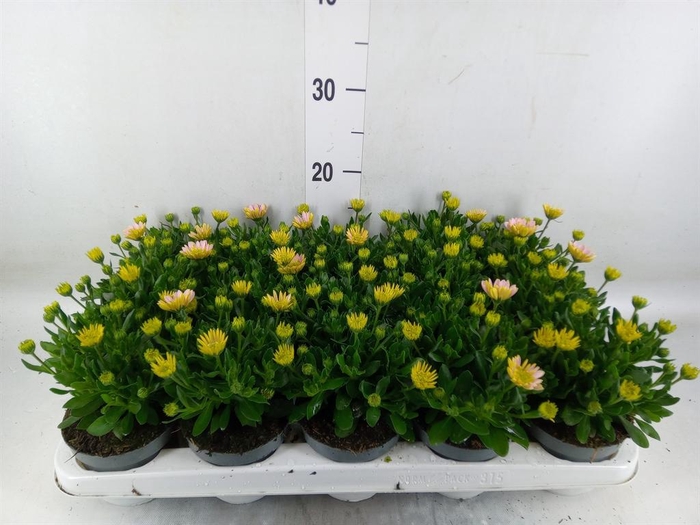 <h4>Osteospermum '3D Pink'</h4>