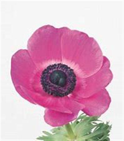 <h4>Anem Gal Sylphide</h4>