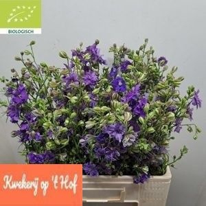 <h4>CONS R Q VIOLE LILAC</h4>
