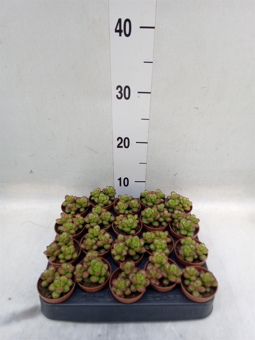 <h4>Sedum   ...</h4>