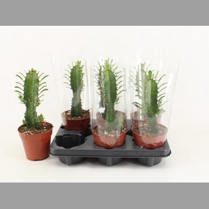 EUPHOR TRIGONA