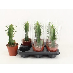 EUPHOR TRIGONA