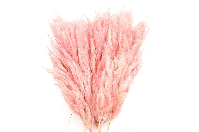 <h4>Cortaderia Pink Super</h4>