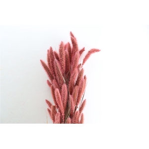 Dried Setaria X5 Frosted L Pink Bunch